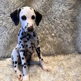 Dalmatian Puppies from City Dals