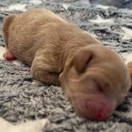 Hans - Apricot male Cavapoo puppy in Chattanooga, Tennessee from Scenic City Doodles
