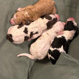 Brown Tri Female - Phantom female Poodle puppy in Belgreen, Alabama from Scott’s Farm Poodles and Doodles