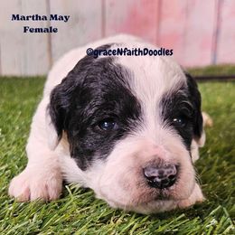 Martha May - Parti female Goldendoodle puppy in Peytno, Colorado from Grace N Faith Doodles