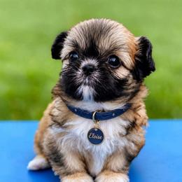Eloise (blue) Sable - Sable female Shih Tzu puppy in Richmond, Texas from Aleka Shih Tzu