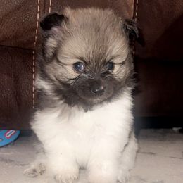 Cowboy - Tri-colored male Pomeranian puppy in Hernando, Mississippi from The Pom Squad