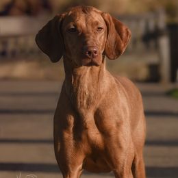 Vizsla All Grown Up from Encore Vizsla