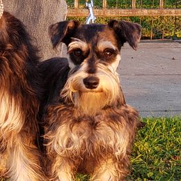 Misha - Miniature Schnauzer