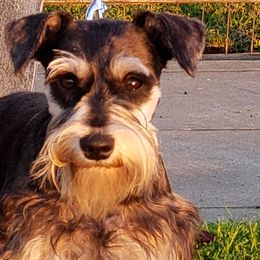 Misha - Miniature Schnauzer