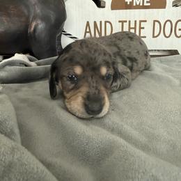 Dachshund Puppies from Crowder Doxies