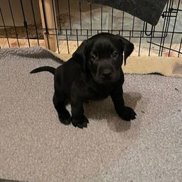 Labrador Retriever Puppies from C R Purdy Labs