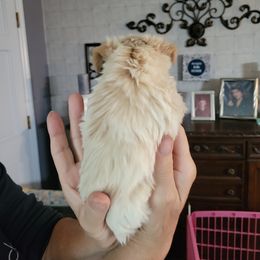 Yorkshire Terrier Puppies from Southeast Virginia Yorkies