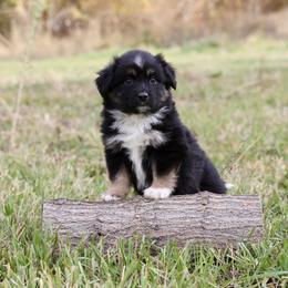 Ernest - Black tri male Miniature American Shepherd puppy in Hamilton, Montana from North Lake Aussies