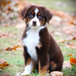 Eli - Red tri male Miniature Australian Shepherd puppy in Menomonee Falls, Wisconsin from Hunt N Oaks