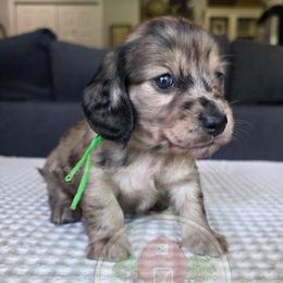 Dapple 2800 - Dapple female Dachshund puppy in Texarkana, Arkansas from Dogwood Acre Dachshunds