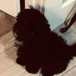 Cockapoo All Grown Up from Southern Posh Doodles