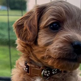 Cavapoos from Lone Pine Acres Cavapoo’s