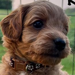 Cavapoos from Lone Pine Acres Cavapoo’s