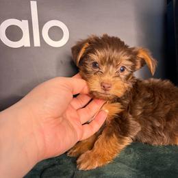 Brownie - Chocolate, tan and white male Yorkshire Terrier puppy in Illinois from Pretty Little Yorkies