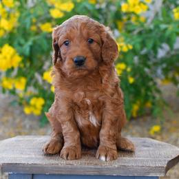 Bernedoodle and Goldendoodle Puppies from Sun Valley Goldendoodles