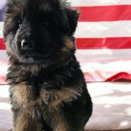 Light Blue - Black and red male German Shepherd puppy in Newaygo, Michigan from Sterley Shepherds