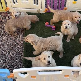 Brigit - Female - Golden female Golden Retriever puppy in Peoria, Arizona from Dani’s Dawgs
