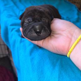 Gwen - Black sable female Chinese Shar-Pei puppy in Ste. Marie, Illinois from JoShel’s Silver Lined Wrinkles and Tails