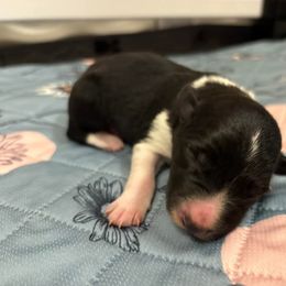Border Collie and Golden Retriever Puppies from Sona Kennels