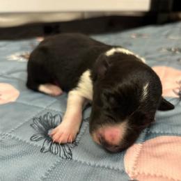 Border Collie and Golden Retriever Puppies from Sona Kennels