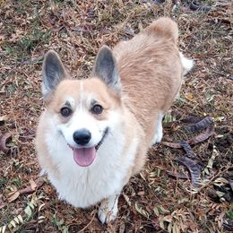 Penelope - Pembroke Welsh Corgi
