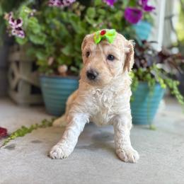 Ivy - Apricot female Goldendoodle puppy in Camden, North Carolina from Oopsie Doodles of NC