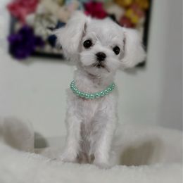 Louis Alexander - White male Maltese puppy in Vinton, Louisiana from Dreams & Love Maltese