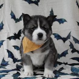 Yellow - Black and white male Siberian Husky puppy in York, Pennsylvania from Spalla Pups