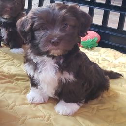 Sage - Havanese puppy in Batesville, Arkansas from Hillbilly Havanese