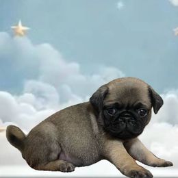 Zeus - Fawn male Pug puppy in Winter Haven, Florida from Precious Paws