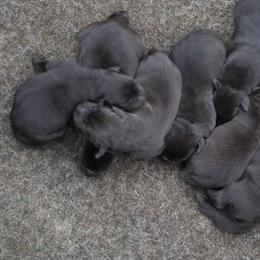 Honor - Chocolate male Labrador Retriever puppy in Camden, Indiana from Camden's Caring Canines