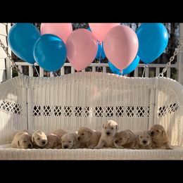 Golden Retriever Puppies from Snow Creek Goldens