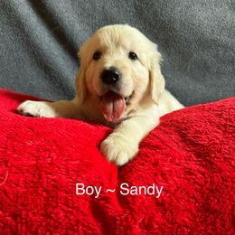 Sandy Boy - Golden Retriever puppy from Puppy Love