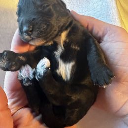 Black - Black male Bernedoodle puppy in Holt, Missouri from Mindys Doodles