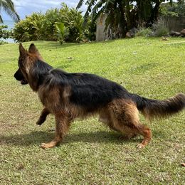 Koa - German Shepherd