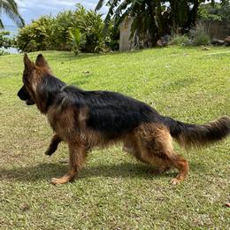 Koa - German Shepherd