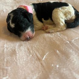 Lumi - Parti female Poodle puppy in Vaughn, Montana from 406 Poodles