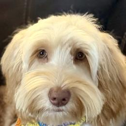 Star - Australian Labradoodle