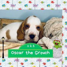 Oscar - Mahogany and white male Basset Hound puppy in Tollesboro, Kentucky from Low and Slow Bassets