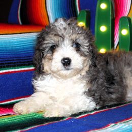 Emma - Blue merle Aussiedoodle puppy in Charleston, Arkansas from Lazy S Aussies