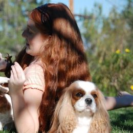 Cavalier King Charles Spaniel and Rottweiler Puppies from Nighthawk Rottweilers & Cavalier King Charles Spaniels