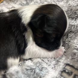 Teddy - Black and white male Havanese puppy in Independence, Iowa from EClair's Havanese
