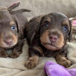 Dachshund Puppies from MyGaDachs