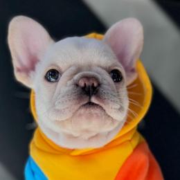 Brody - Cream male French Bulldog puppy in Porter, Texas from Whatabulldog