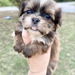 Boy 2 - Sable and white male Shih Tzu puppy in Lufkin, Texas from Shih Tzu Knots