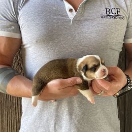Winnie - Female 1 - Fawn female Pembroke Welsh Corgi puppy in Jefferson, South Carolina from Blue Creek Farms