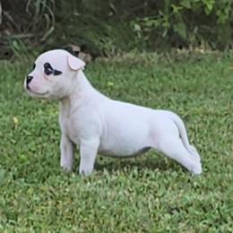 Skittles - White and brindle female American Bulldog puppy in Three Rivers, Michigan from Jemms Kennels
