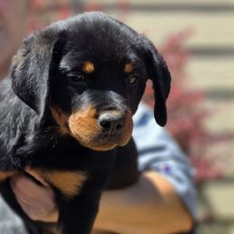 Saphire - Black and mahogany female Rottweiler puppy in Cottage Grove, Oregon from Divine Rottweilers