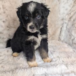 Malificent - Black tri female Miniature Australian Shepherd puppy in Bend, Oregon from Wonderland Aussies